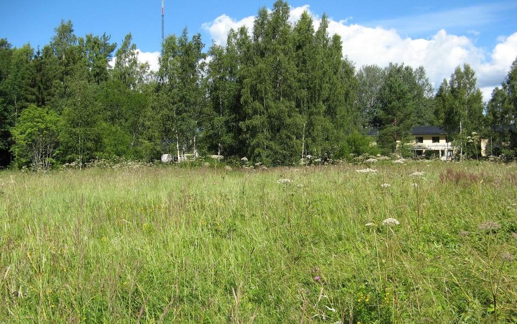 Kuva 6. Selvitysalueen keskiosan niittyä. Kuvio 5 Metsittynyt kuvio Tillinmäentien ja voimajohtoaukean välissä. Alue on entistä peltoa tai niittyä, mutta siellä on myös vanhoja pihamaan jäänteitä.