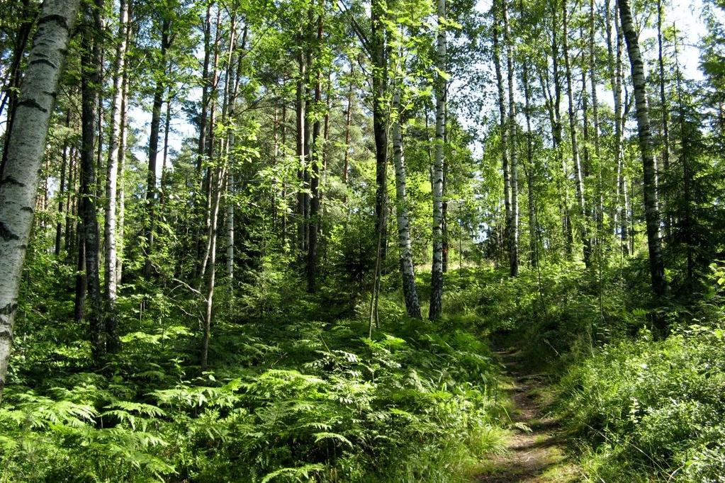 Kuva 7. Koivikkoa kuvion 7 länsirinteestä. Valon määrän lisääntymisestä hyötyvä sananjalka on runsastunut nopeasti puuston harvennuksen jälkeen. Kuvio 7 4.