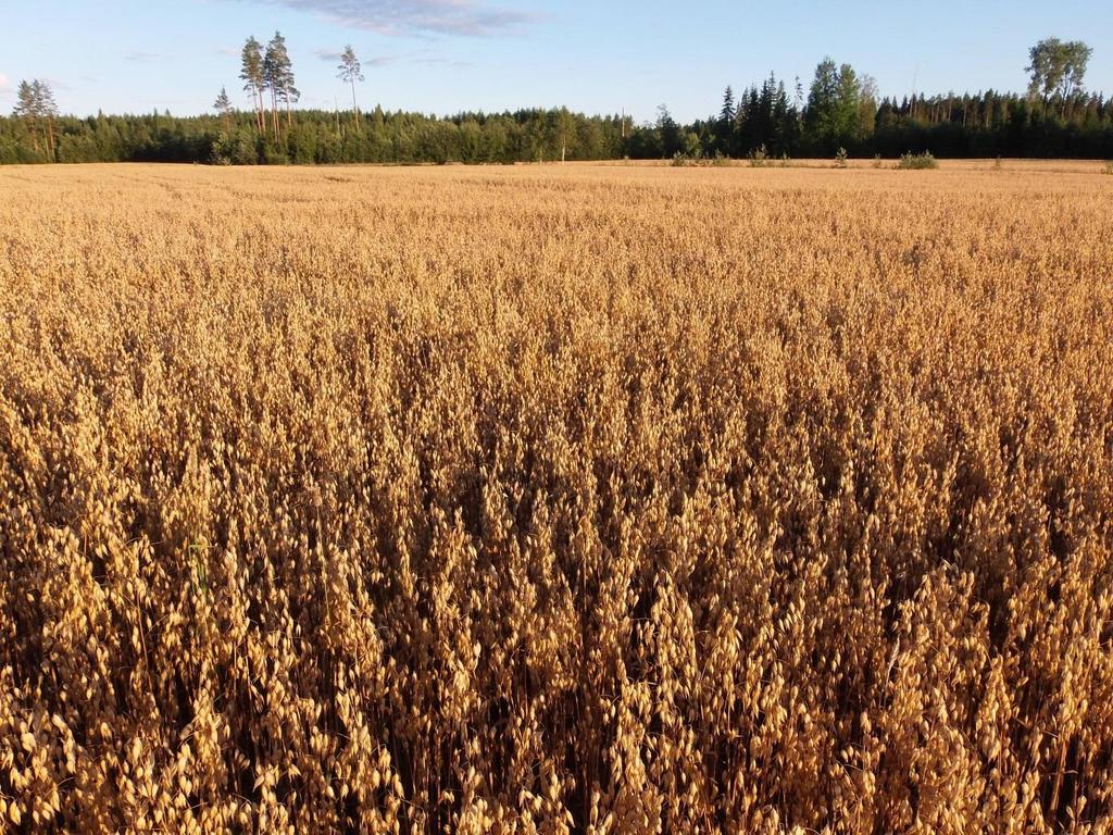 Kauramme laatu ja vaalea väri ovat
