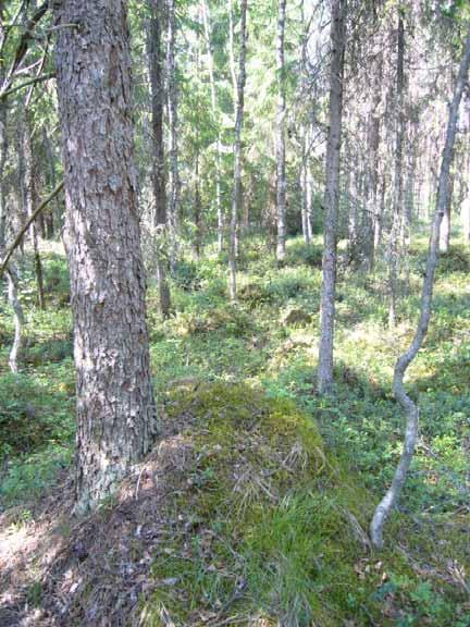 Korpisuutta Kotasalmenmäen rämeen pohjoispuolella 6.