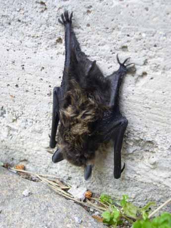 Lepakkodetektori. Tutkimusalueella esiintyi ainakin kaksi eri lepakkolajia; pohjanlepakko (Eptesicus nilssoni) ja vesisiippa (Myotis daubentoni).