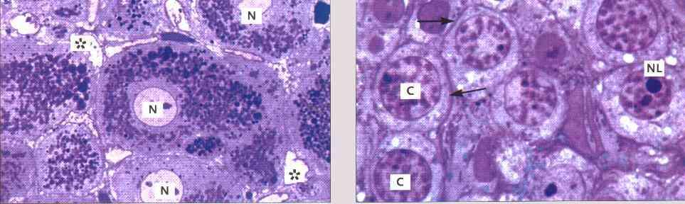 Muut kuvat ovat elektronimikroskooppikuvia solujen hienorakenteesta. Jeffrey B. Kerr: Atlas of Functional Histology.