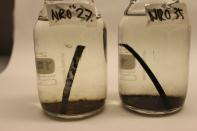 14 Purkujätemetallien korroosiotutkimus (Remic) Olkiluodon VLJ-luolan KR9:n vedessä 3 ja 8 kk:n altistus, hiiliteräsnäytteet - mikrobien määrä vedessä lisääntyi, kun mukana oli