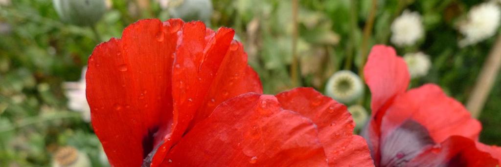 Papaver