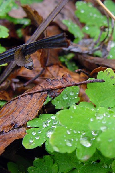 Metsäteollisuus haluaa ennakoivasti omilla vapaaehtoisilla toimillaan varmistaa, että kestävyyden eri osa-alueet otetaan metsien käytössä tasapainoisesti huomioon Metsäsertifiointijärjestelmien