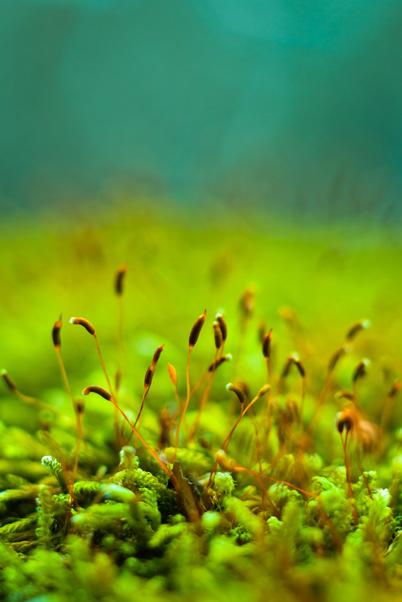 Metsäteollisuudella avoin suhtautuminen erilaisiin kasvatustapoihin ja hyvä valmius jalkauttaa uusia menetelmiä ja kehittää vanhoja tutkimustulosten tuella! 25.4.