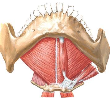 Musculus mylohyoideus on leveä, levymäinen lihas, keskiviivassa yhdysjänne, muodostaa pääosan suupohjaa. M. geniohyoideus ja m.