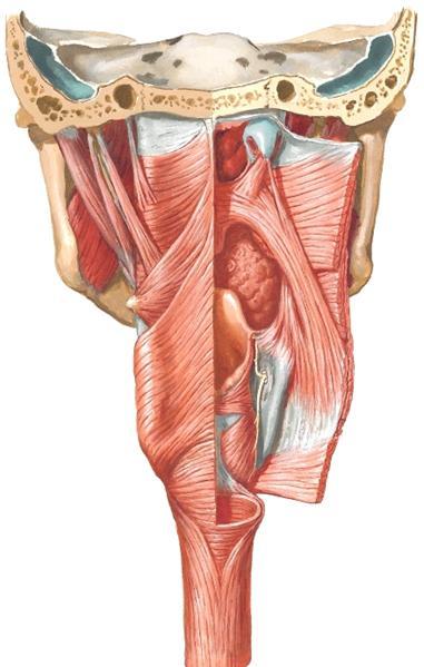 orbicularis oris Kielenalussylkirauhanen, glandula sub Nielun kurojalihas, m.