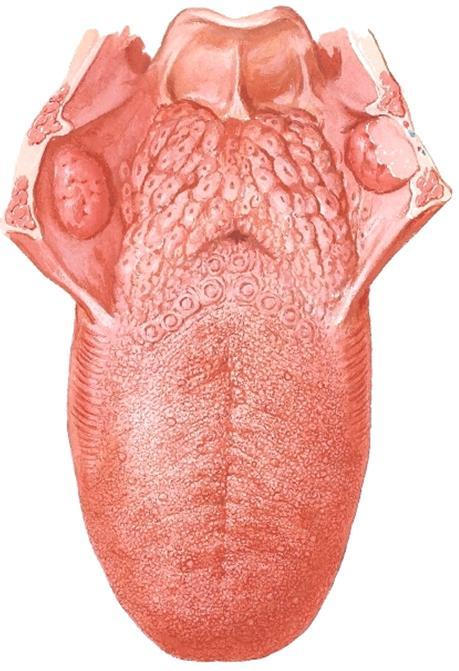 kiertää sublinguaalitilan kautta caruncula sublingualikseen (kielijänteen, tungseglet, frenulum linguaen vieressä). Tiehyen pituudesta johtuu alttius tiehytkiviin (sialolithiasis).