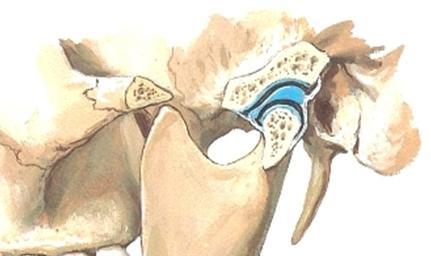 9. Leukanivel (käkleden), articulatio temporo (M6p s916-921; G2p s922-4; N16) - Nivelpää ledgrop): mandibulan processus condylariksen päässä on sivusuunnassa pitkulainen, telamainen nivelpinta -