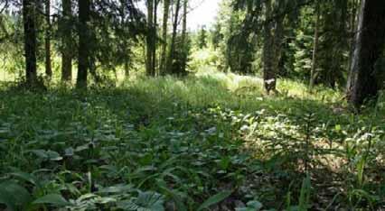 VAIKUTUKSET LUONNONYMPÄRISTÖÖN käenkaali (Athyrium-Oxalis, AthOT) tyypin lehdosta jota alueella on ennen metsänkäsittelytoimia esiintynyt varmasti laajemmin.
