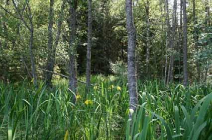 Kasvilajistossa esiintyvät muun muassa kielo (Convallaria majalis), syyläjuuri (Scophularia nodosa), metsävirna (Vicia sylvatica), puna-ailakki (Silene dioica), nurmitädyke (Veronica chamaedrys),