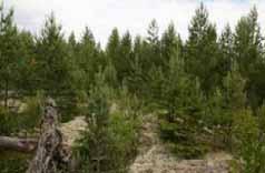 Voimala nro 4 sijoittuu Vesijärven itäpuoliselle metsäalueelle.