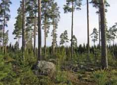VAIKUTUKSET LUONNONYMPÄRISTÖÖN Kuva 12-12.