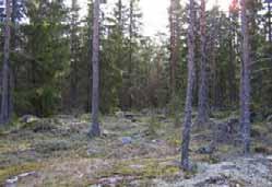 mäntytaimikon alueelle. Kuva 12-13.