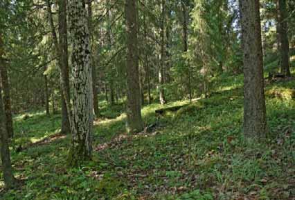 VAIKUTUKSET LUONNONYMPÄRISTÖÖN Sarkaniittujen alueella esiintyy perinnebiotoopin määritelmät omaava laidunniittyalue, joka sijoittuu Rantapellon metsäsaarekkeen luoteispuolelle (kuva 12-24).
