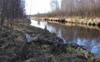 pienpetojen kannat runsaita (Kuva Ville Suorsa).