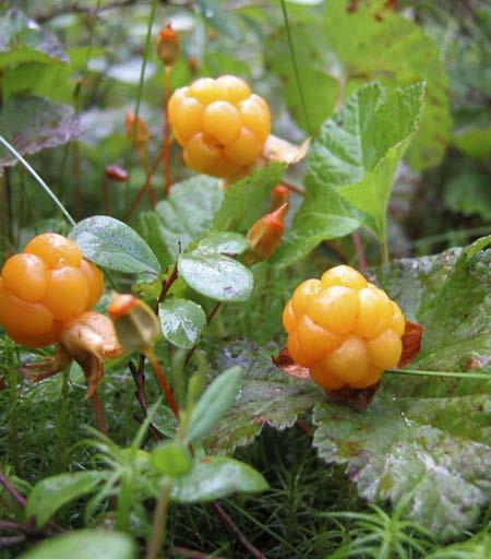 CLOUDBERRY Rubus chamaemorus LAKKA, HILLA Distinguishing characteristics The cloudberry, known in Finnish as lakka, hilla, valokki or suomuurain, is a perennial herb that grows in bogs.