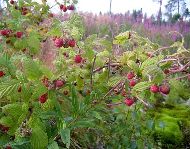 Habitat The raspberry is commonly found in southern and central Finland, reaching as far north as Oulu. The berry becomes scarcer in more northerly areas.