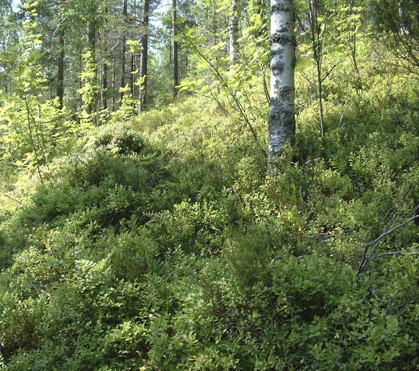 Habitat The bilberry is common in all parts of Finland. It is a typical coniferous forest plant whose shrubs can keep growing for up to 30 years.