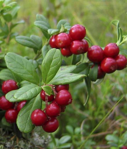 LINGONBERRY Vaccinium vitis-idaea PUOLUKKA Distinguishing characteristics The lingonberry is an ascending shrub growing to a height of 5 30 cm.