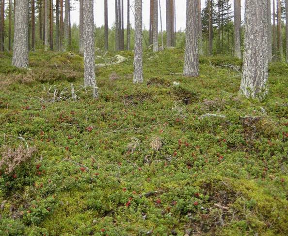 It can also be found in pine or spruce bogs, in herb-rich forests, on rocky outcrops, on mountain heaths and at the edges of fields.