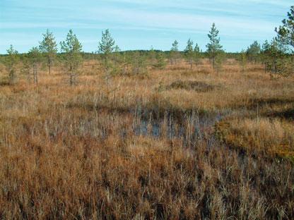 Reisjärvellä tutkitut suot ja niiden turvevarat Osa 2 Kuva 5.