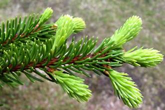 kuusi Kuusi viihtyy melko kosteilla kasvupaikoilla. Kuusi on yleinen lähes koko maassa, mutta se ei kasva kuitenkaan pohjoisimmassa Enontekiön Lapissa.