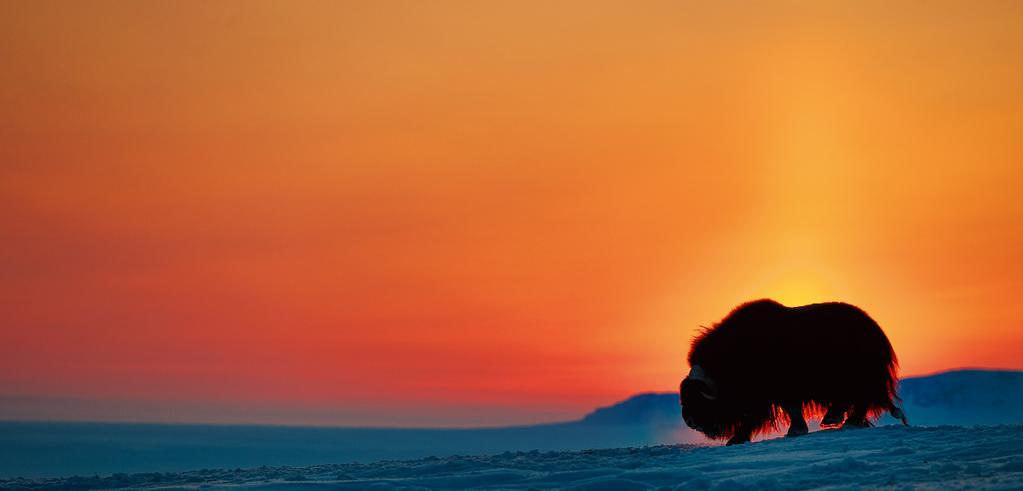 Marraskuun 22. päivänä Wrangelinsaarella koittaa napaseudun yö.