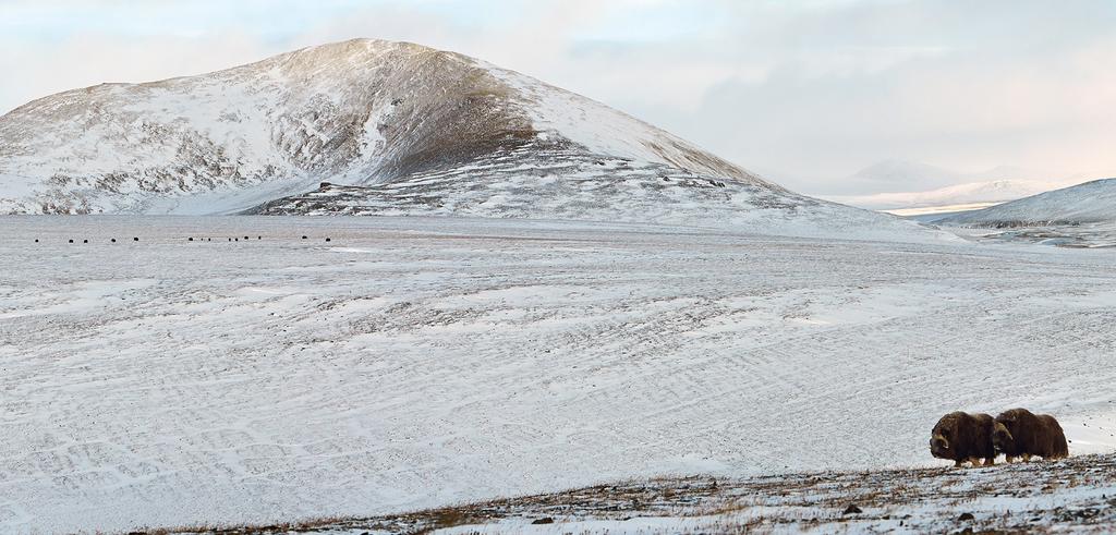 Talven myskihärät viettävät enimmäkseen vuorten rinteillä: siellä tuulet puhaltavat pois