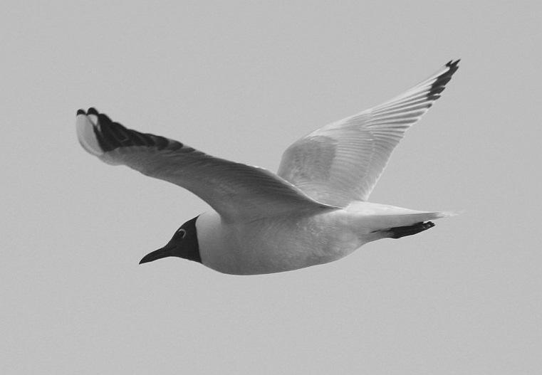 TURUN LINTUTIETEELLINEN YHDISTYS R.Y. JÄSENTIEDOTE 1/2008 NAURULOKKI JA PIKKULOKKI VUODEN 2008 PROJEKTILAJIT BirdLife Suomen vuoden 2008 seurantalajit ovat naurulokki ja pikkulokki.