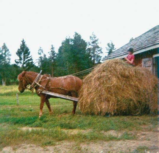 Laaksoista kohoavat vaarat Sarivaara ja Kukkura sekä harjut ovat metsätalouden aluetta.