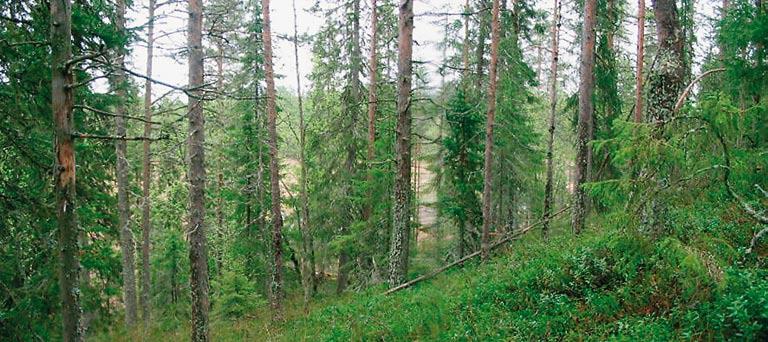 Kuva 27. Lemmenkujan harjun pohjoisrinne on viihtyisän varjoisa ja tiheän metsän verhoama. Jyhkeiden männynrunkojen ja pienten kuusten lomasta pilkottaa arvoituksellisesti suolampareen valoisa pinta.