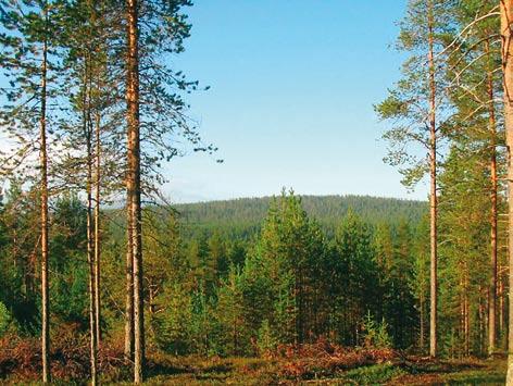 Kuva 31. Sarivaaran yhtenäinen ja muodoiltaan pehmeä rinne kylpee aamuauringossa.