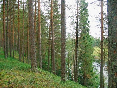 haavat sekä paksuoksaiset männyt voidaan säästää yksittäisinä puina tai luontevina ryhminä.