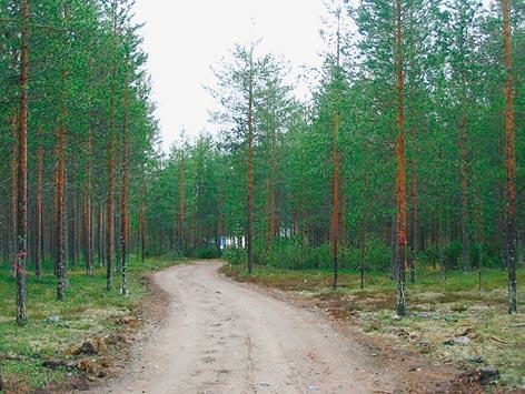 6.4 Laaksometsät Saijalla laaksometsät sijaitsevat tasaisella maalla jokilaaksossa sekä rinteiden alapuolisissa notkelmissa.