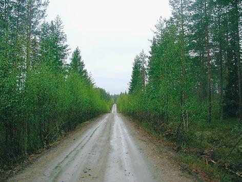 Suurin osa Saijan laaksometsistä on ojitetuilla soilla tai soita reunustavilla matalilla kankailla.