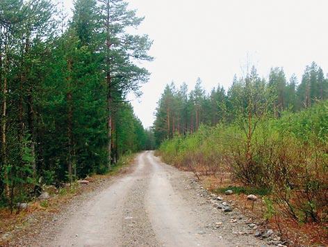 Kuva 44. Kaunisharjun itäpäässä kulkeva metsätie toimii myös moottorikelkkareittinä. Eri-ikäiset puut ja eri kehitysvaiheessa olevat metsiköt tuovat vaihtelua maisemaan.