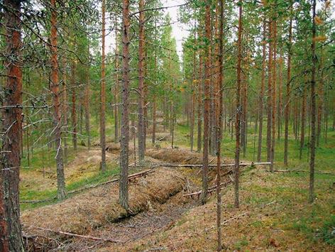 Kuva 45. Saijan metsissä on runsaasti toisen maailmansodan aikaisia rakennelmia, kuten juoksuhautoja, ampumapoteroita sekä muutamia korsuja.