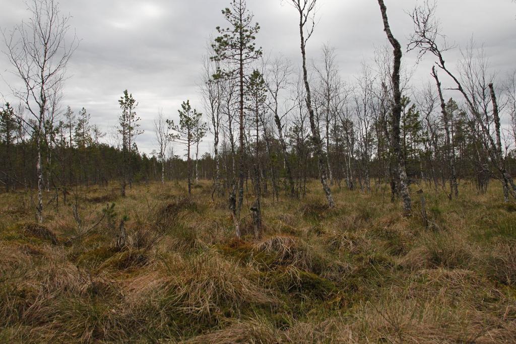 Yhteenveto suojeluarvoista Mustakeidas on varsin edustava osa satakuntalaista suoluontoa. Uhanalaisten suotyyppien esiintyminen nostaa Mustakeitaan maakunnallisesti merkittäväksi kohteeksi.