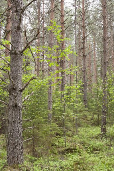 Myöhempi taimikonhoito Ajankohta ja jäävän puuston tiheys valitaan tavoitteen mukaisesti niin, että seuraavaksi tehdään