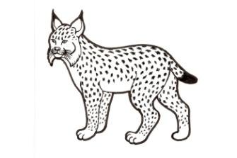 KETUNAJOKOKEET 1.10. Pöytyä (Riistatupa), yleinen, järj. Riihikosken metsästysyhdistys. Yt. Martti Toivola Ilm. 1.- 25..9.2017 menn. Jyrki Leiko puh.