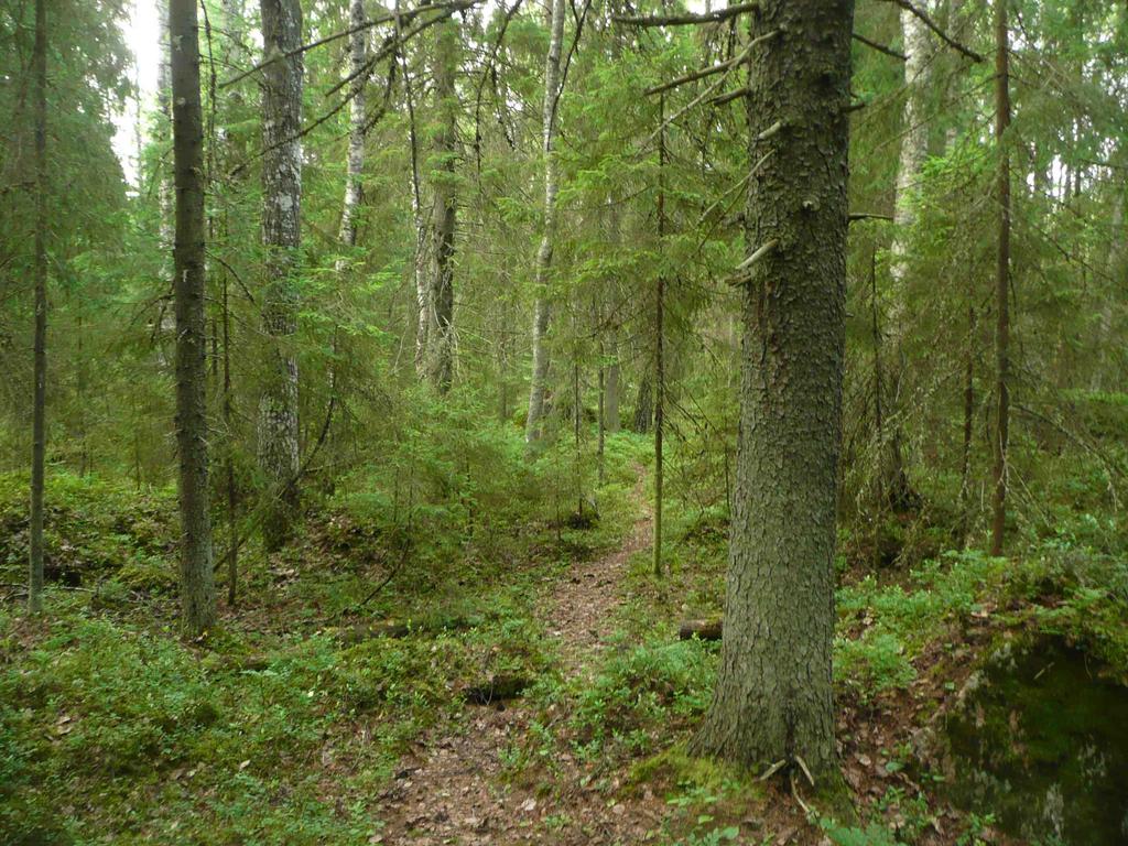 Kuva 3: Långstrandsbergenin metsässä pääsee kulkemaan myös metsäpolkuja pitkin.