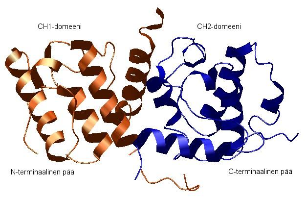 10 1.2.1. Aktiinia sitovan domeenin rakenne ja toiminta Filamiinit sitovat kaikkia aktiinin isomuotoja, ja filamiinien sitoutumiskohdat aktiinissa on paikannettu aminohappotähteiden 105-120 ja