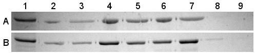 40 Kuva 8. Dopamiinireseptori D 3:n ja IgFLNA16-21 mutanttiproteiinien sitoutumiskokeiden SDS- PAGE-analyysi.