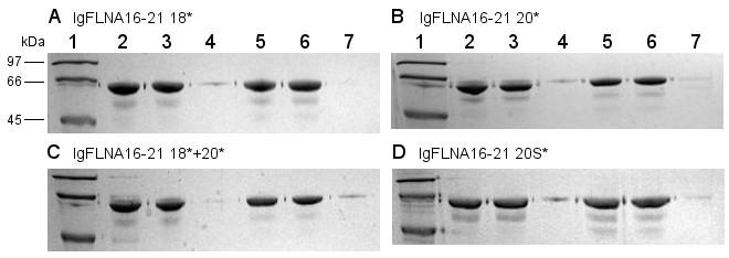 IgFLNA16-21 WT 1 μm, kaivo 7: IgFLNA16-21 WT 1 μm kontrolli. B: IgFLNA16-21 20*, järjestys sama kuin kuvassa 8A. C: IgFLNA16-21 18*+20*, järjestys sama kuin kuvassa 8A.