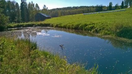 Kuva 6. Valkin ojan valuma-alueelle tehty ylempi laskeutusallas. Valkin ojan eroosioriski on pääosin suuri. Erityisesti peltoalueen yläpuolella olevissa metsäojissa on näkyvissä eroosiota.