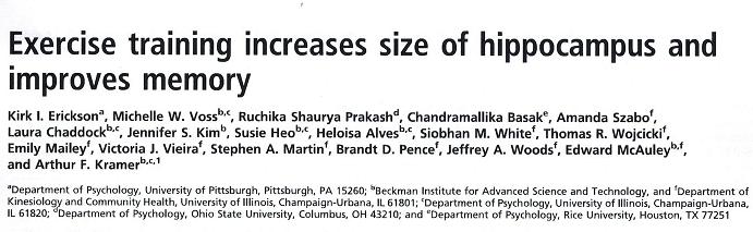 Siis: Venyttelyryhmäläisten hippokampukset kutistuivat keskimäärin 1-2% vuoden seuranta-aikana, kun vastaavasti aerobisen harjoittelun ryhmäläisten keskimääräinen hippokampusvolyymi lisääntyi 2%
