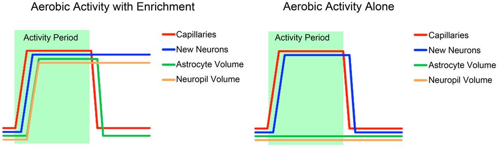 FIGURE 3 A schematic summary of the time courses of the different components of structural change associated with exercise and environmental