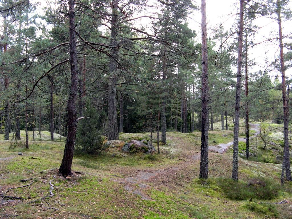 Puron itäpuolella (uvio 7) on jyrähö uusivaltainen rinne. Sen laella on uja, männiöä asvavia alliopaljastumia, joita uusimetsä ympäröi.